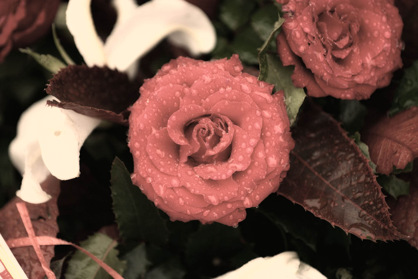 Róża – 15 października 2009